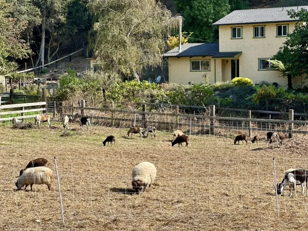 Top-rated landscape design experts serving Aptos, CA - Lost Emu Farms