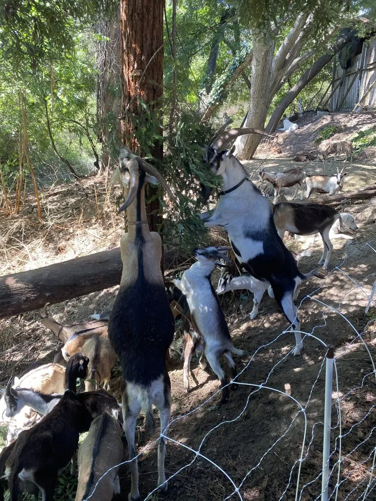 Expert yard maintenance near you in Aptos, CA by Lost Emu Farms