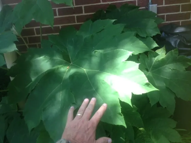 Local yard cleanup service in Balch Springs, TX by Lothrop's Landscape