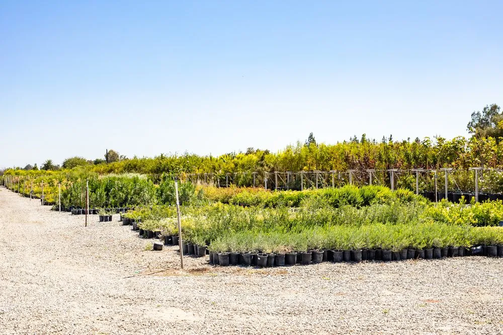 Professional landscape installation experts serving Fresno, CA - Lotus Gardens Outdoor Living Center