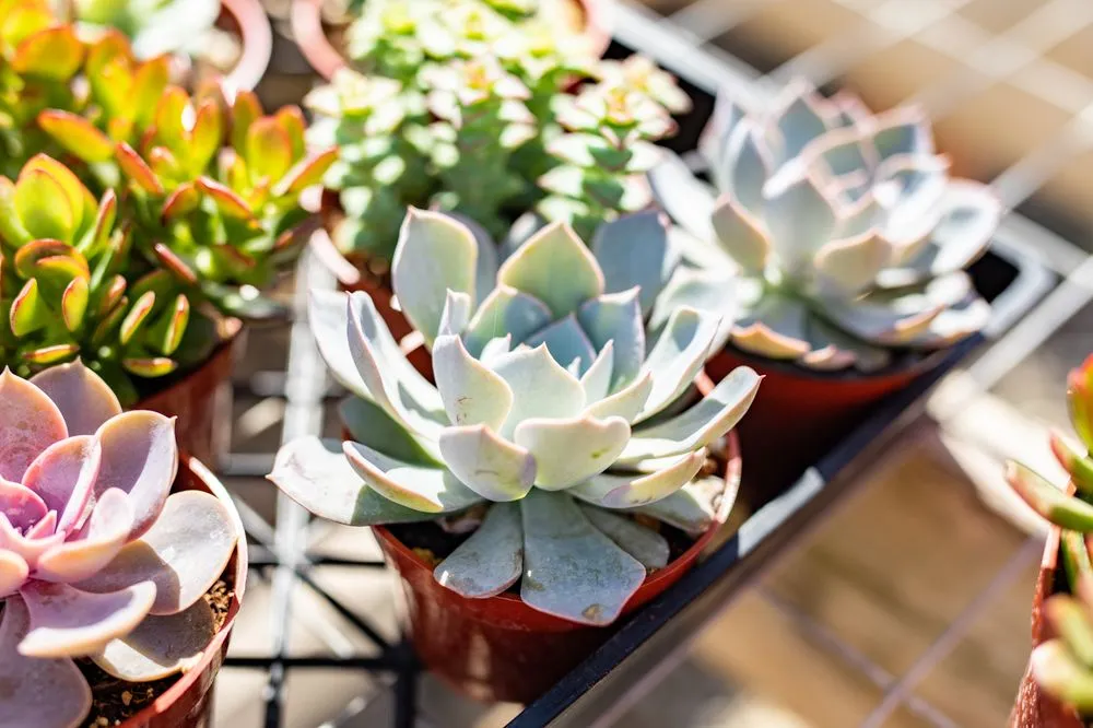 Expert landscape design in Fresno, CA - Lotus Gardens Outdoor Living Center