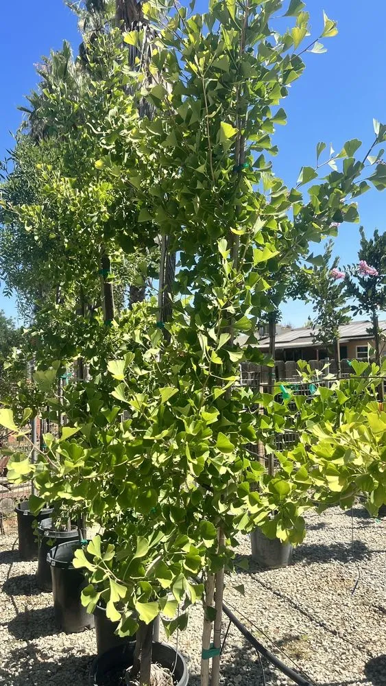 Local landscape design for residential properties across Fresno, CA - Lotus Gardens Outdoor Living Center