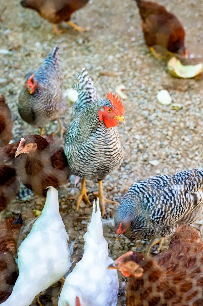 Affordable yard cleanup service in Fresno, CA - Lotus Gardens Outdoor Living Center