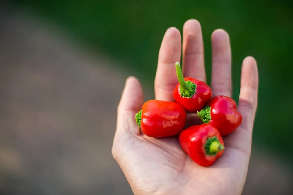 Professional yard cleanup service for homes in Dexter, MI by Lotus Gardenscapes