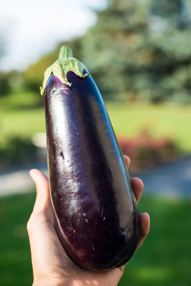 Trusted garden landscaping experts serving Dexter, MI - Lotus Gardenscapes