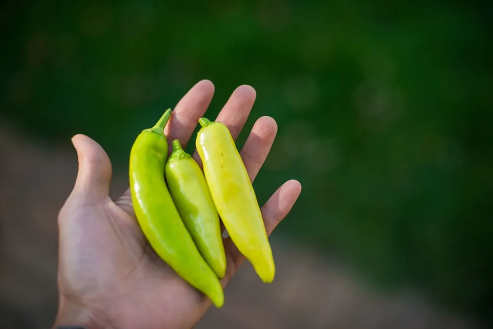 Local garden landscaping in Dexter, MI by Lotus Gardenscapes