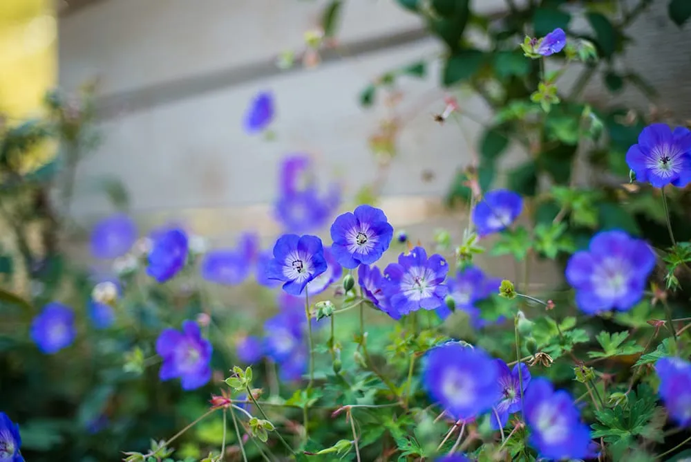 Trusted landscape design for homes in Dexter, MI by Lotus Gardenscapes