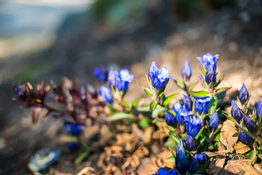 Trusted yard maintenance for outdoor upgrades in Dexter, MI by Lotus Gardenscapes