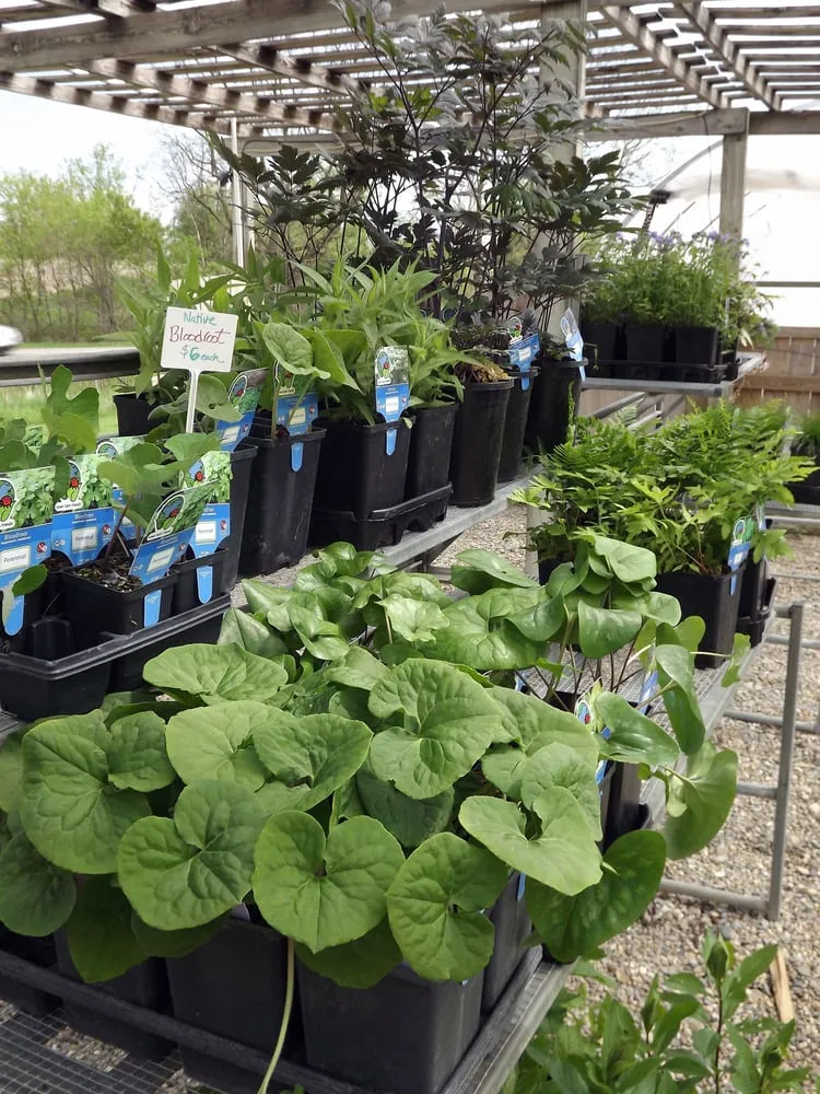 Professional garden landscaping in Dexter, MI - Lotus Gardenscapes