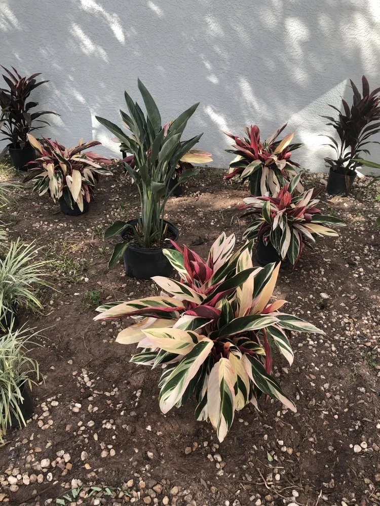 Reliable yard cleanup service for year-round maintenance in Polk City, FL by Lotus Landscape & Irrigation