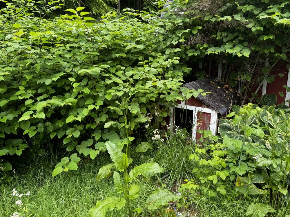 Custom landscape design in Castlewood, VA by Lotus Landscaping and Lawn Care