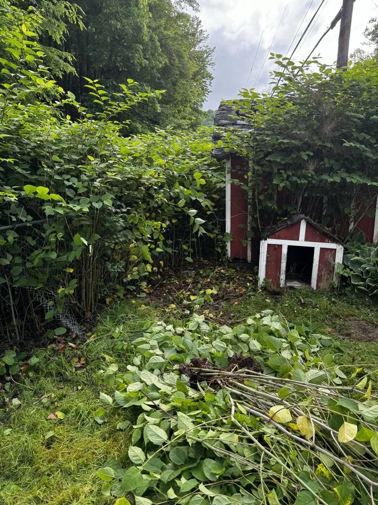 Expert residential landscaping in Castlewood, VA - Lotus Landscaping and Lawn Care