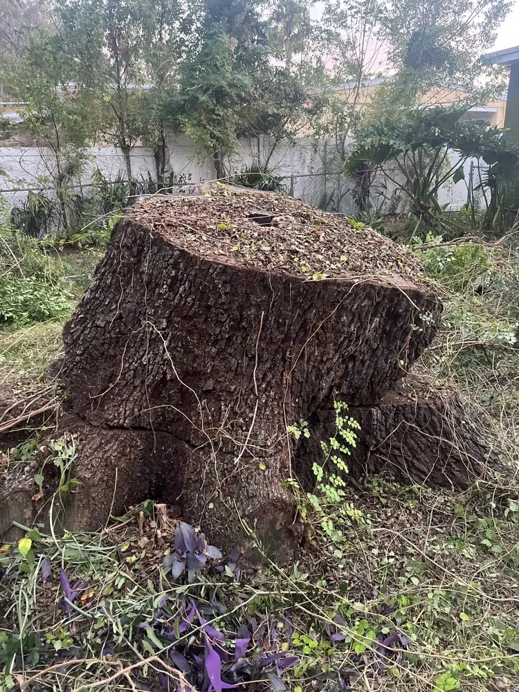 Professional landscaping services for outdoor upgrades across Daytona Beach, FL - Loucain Lawn Care