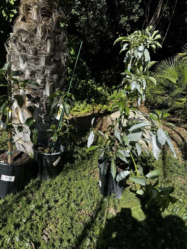 Expert residential landscaping experts serving Riverside, CA - Louie's Nursery