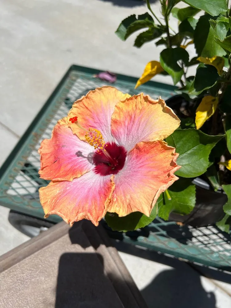 Custom residential landscaping for outdoor upgrades across Riverside, CA - Louie's Nursery