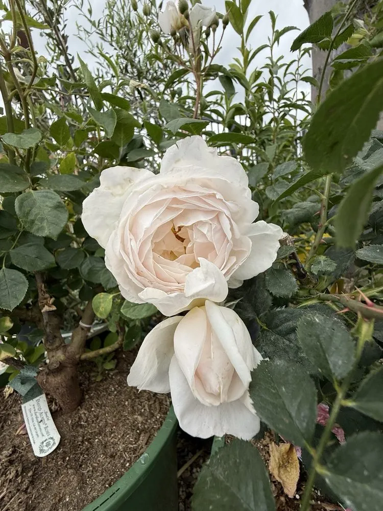 Trusted garden landscaping in Riverside, CA - Louie's Nursery