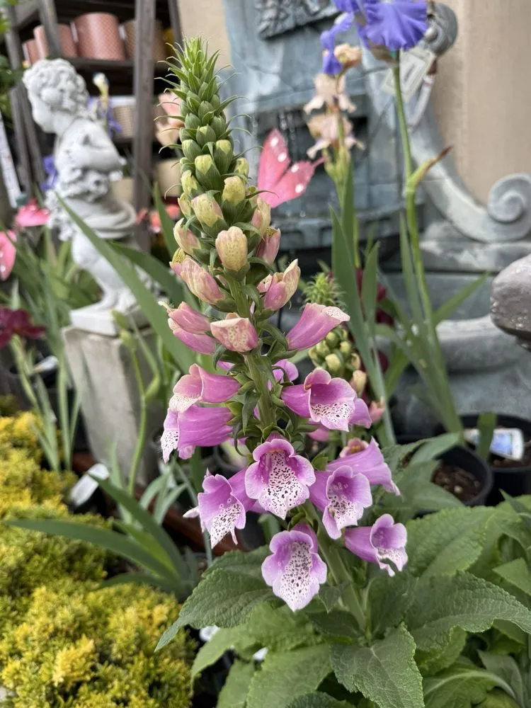 Reliable landscape installation with custom design across Riverside, CA - Louie's Nursery