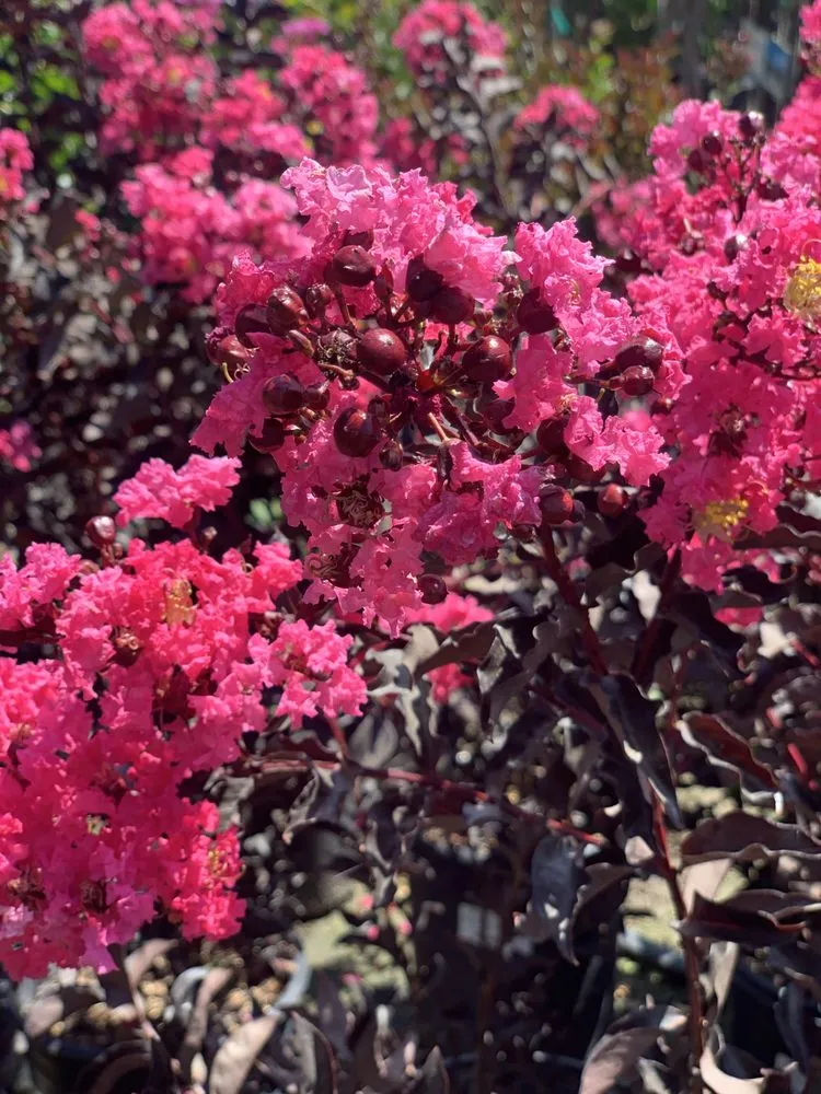 Custom landscape installation for homes across Riverside, CA - Louie's Nursery