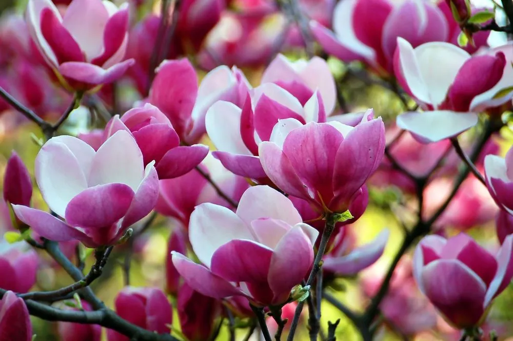 Top-rated lawn mowing service for outdoor upgrades in Riverside, CA by Louie's Nursery