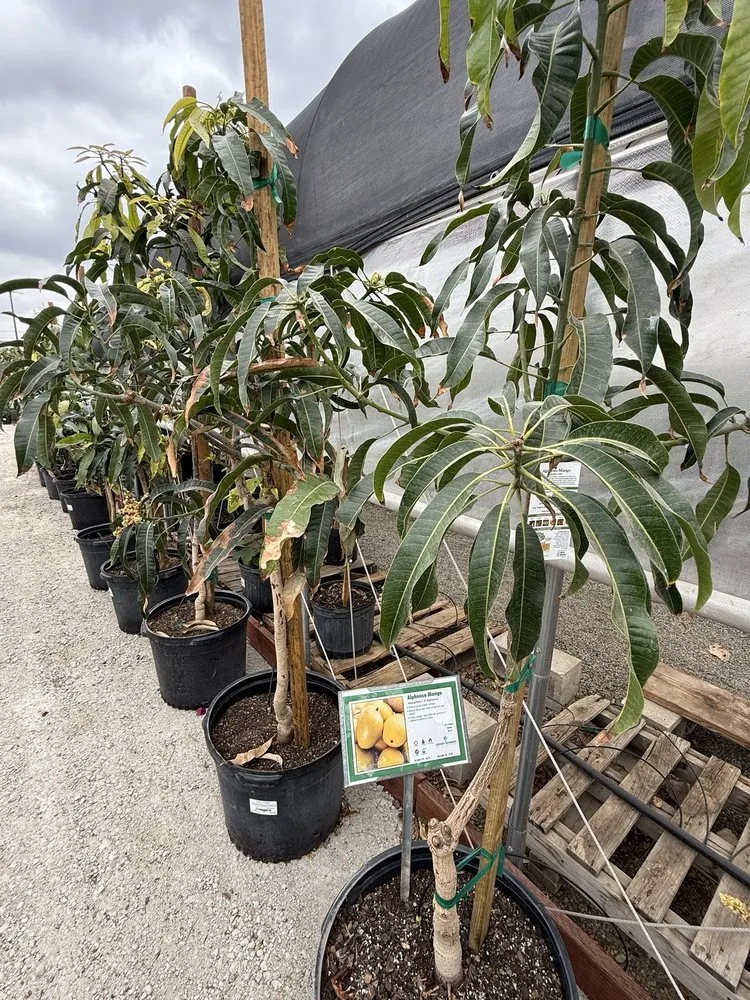 Trusted outdoor landscaping for year-round maintenance in Riverside, CA by Louie's Nursery