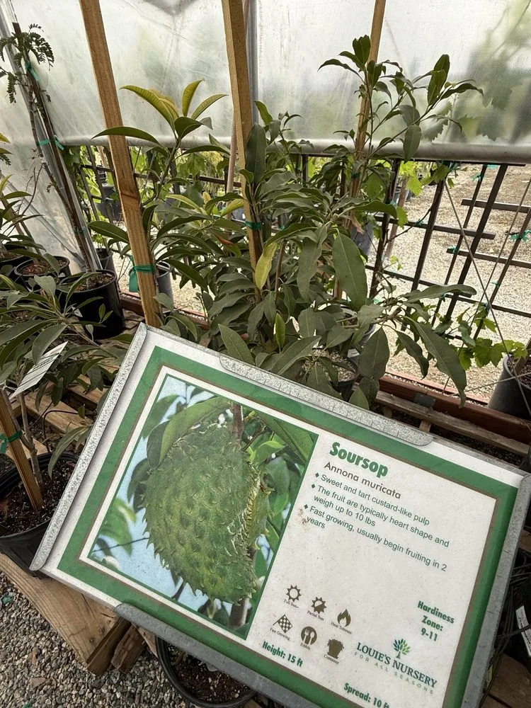 Local yard cleanup service in Riverside, CA - Louie's Nursery