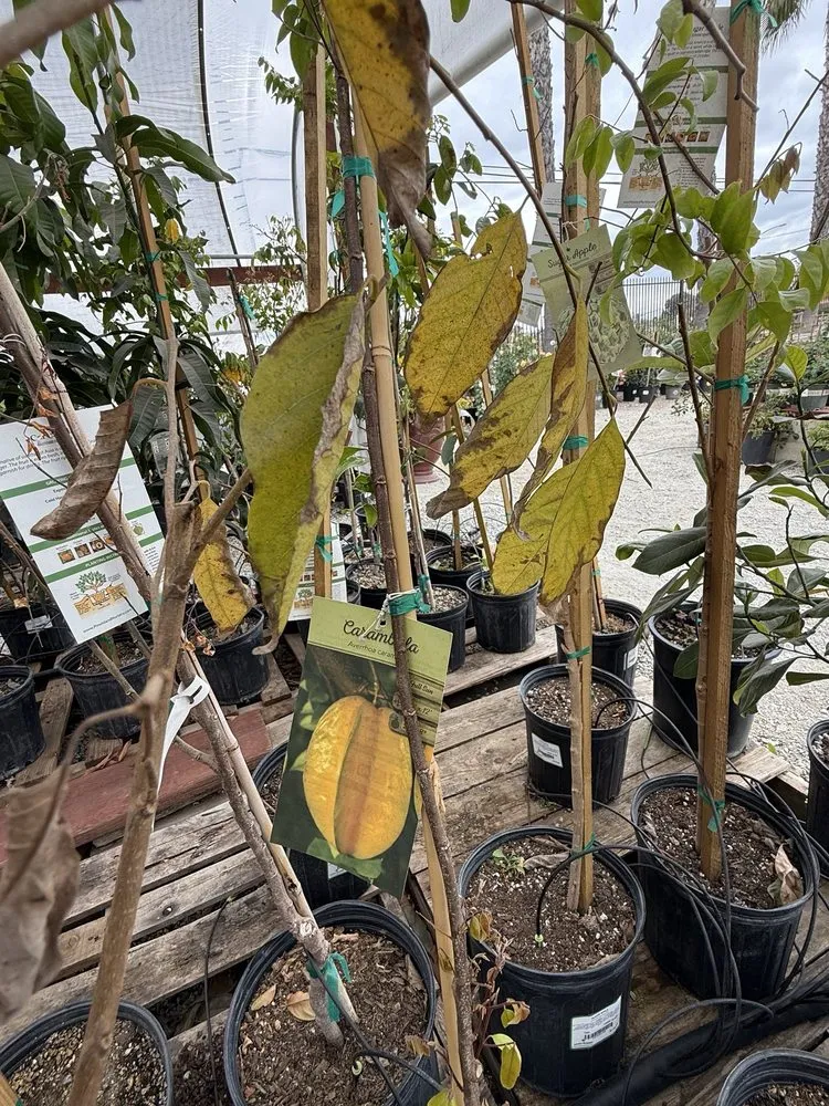 Reliable residential landscaping in Riverside, CA by Louie's Nursery