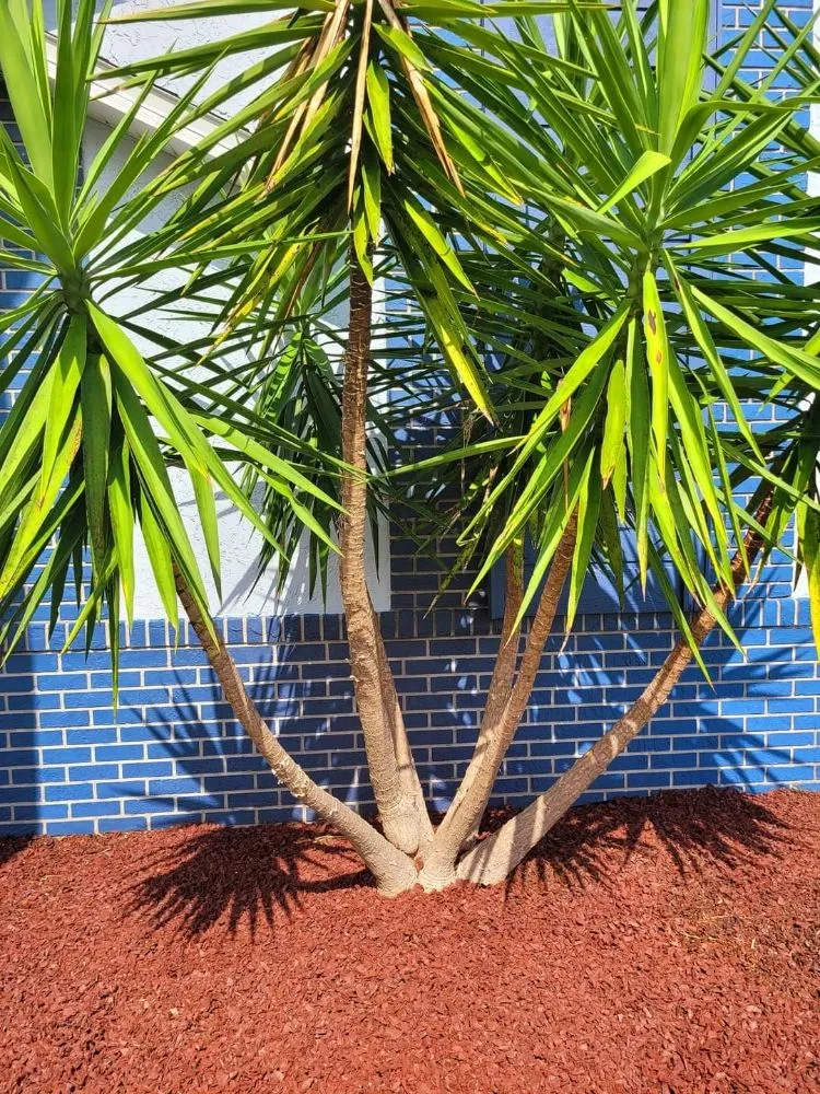 Reliable yard maintenance in Orange City, FL - Louis and Stardema Elite Landscaping