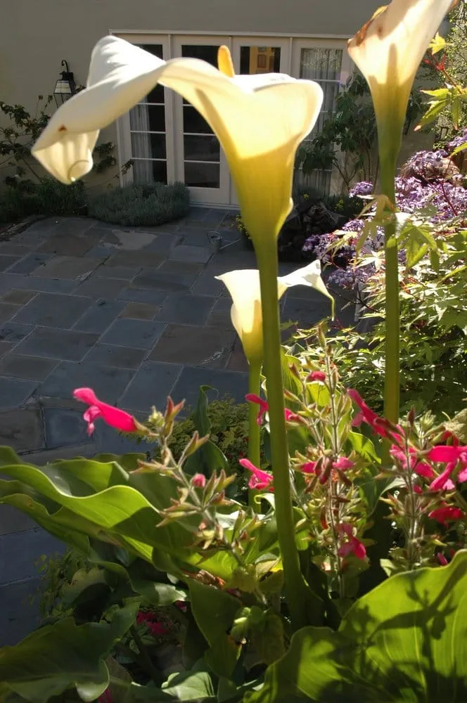 Expert garden landscaping for residential properties across San Francisco, CA - Louis Devereux Landscapes