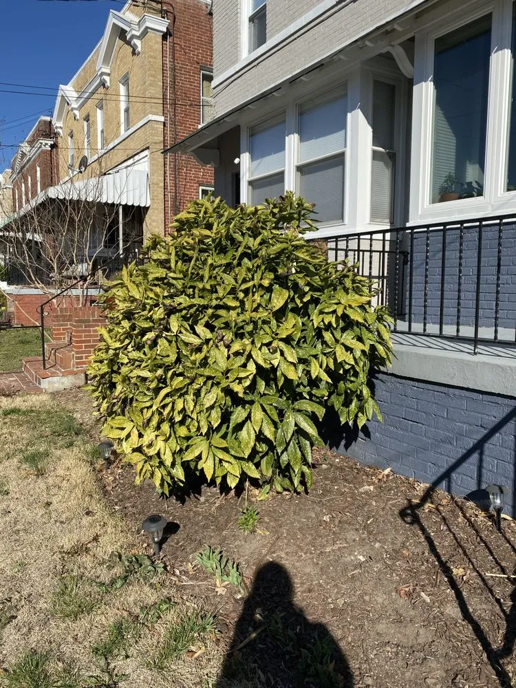 Trusted landscape design experts serving Silver Spring, MD - Louis Lawn and Landscaping