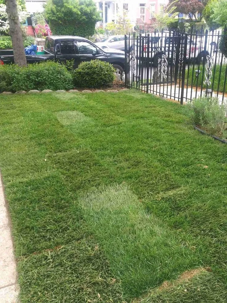 Local landscape design in Silver Spring, MD by Louis Lawn and Landscaping