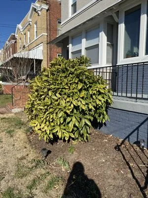 Louis Lawn and Landscaping Logo