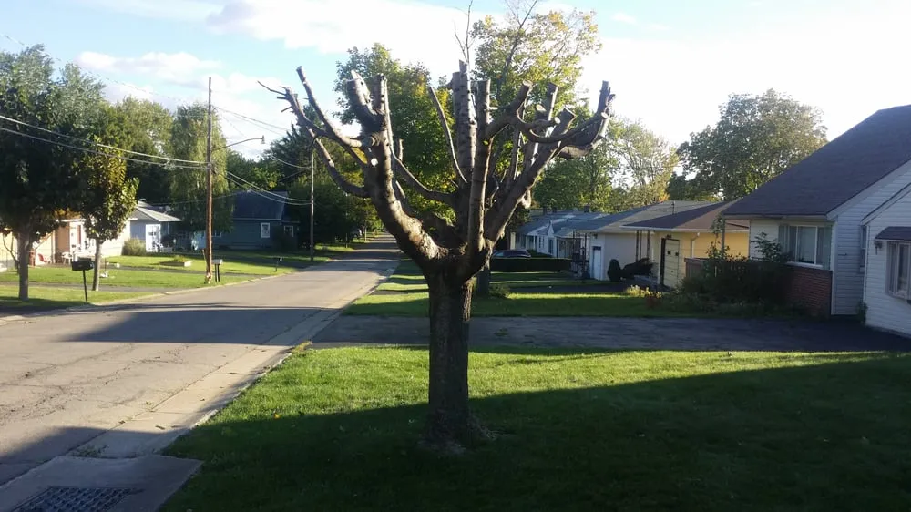 Trusted yard maintenance in Rochester, NY - Louis Lawn Care & Snow Plow