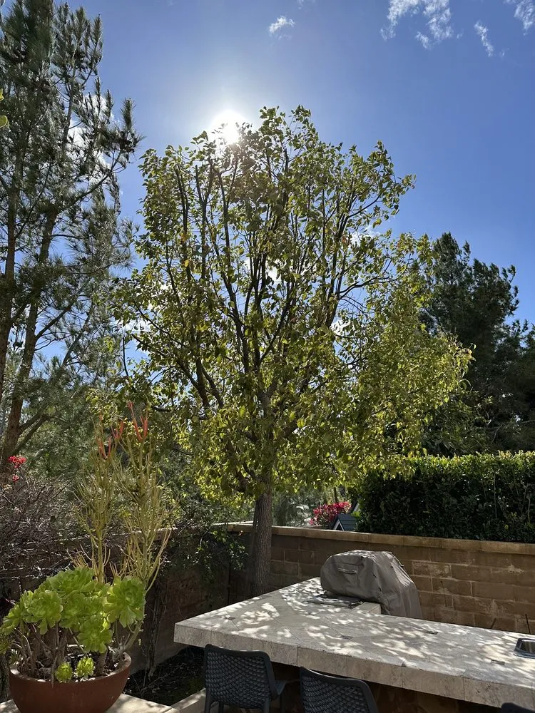 Top-rated yard cleanup service experts serving Santa Ana, CA - Louis MC Tree Service