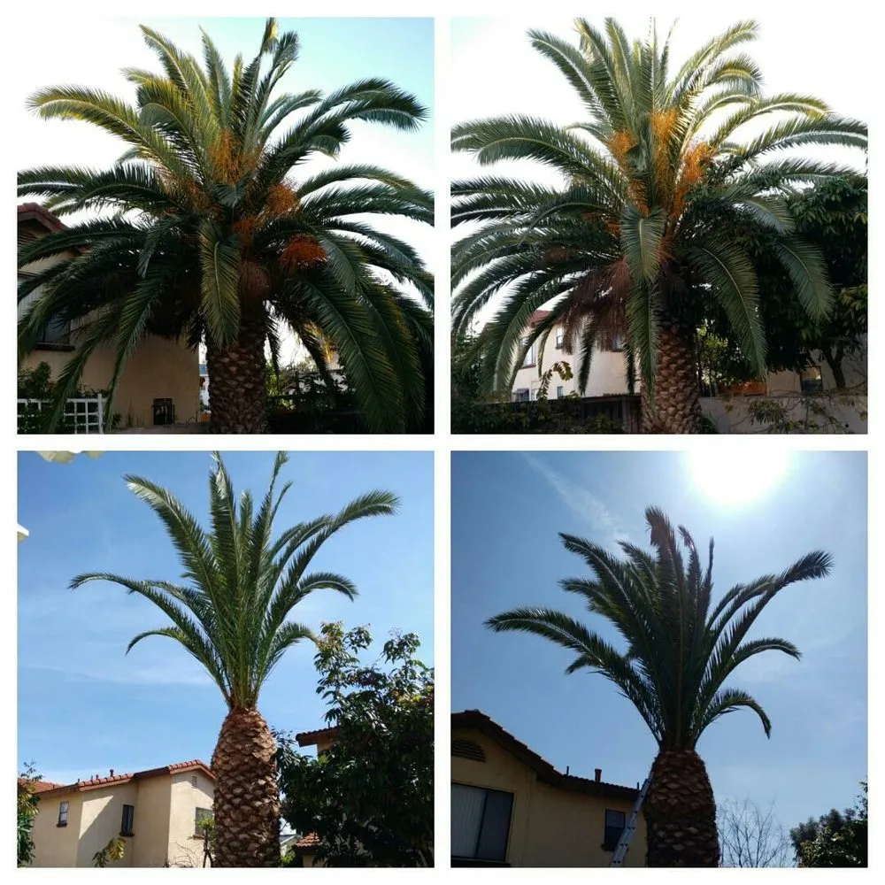 Local outdoor landscaping in Santa Ana, CA by Louis MC Tree Service