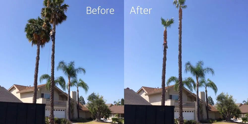 Top-rated yard maintenance for year-round maintenance in Santa Ana, CA by Louis MC Tree Service