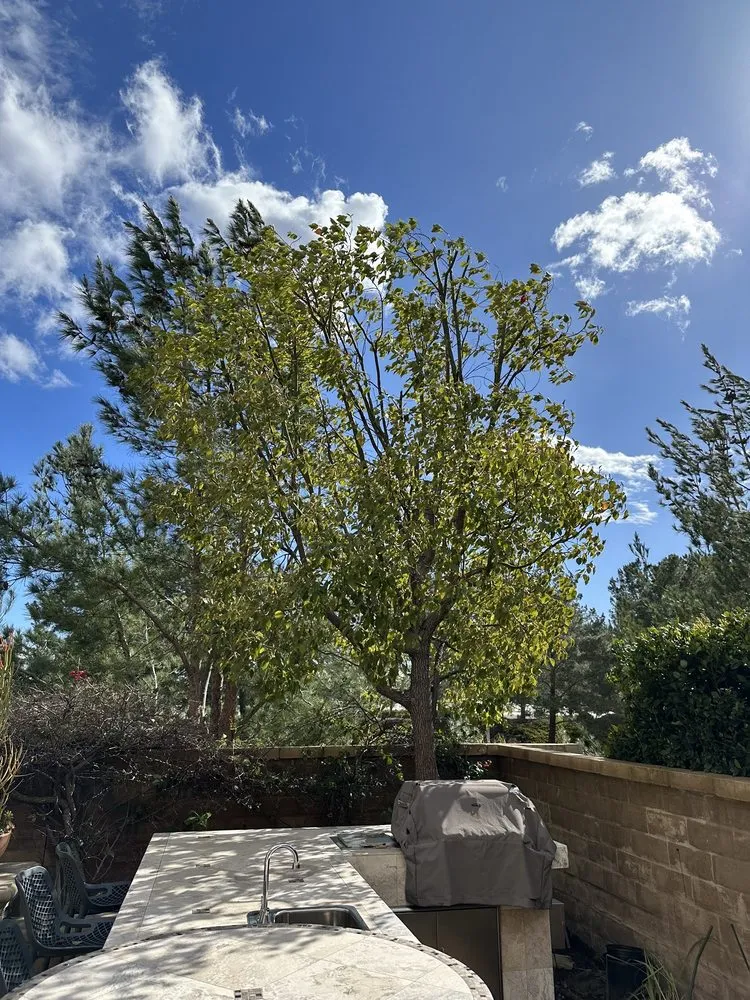 Affordable residential landscaping for residential properties across Santa Ana, CA - Louis MC Tree Service