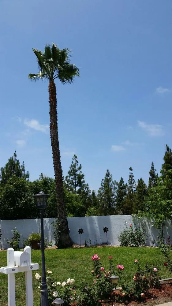 Reliable lawn care service in Santa Ana, CA by Louis MC Tree Service