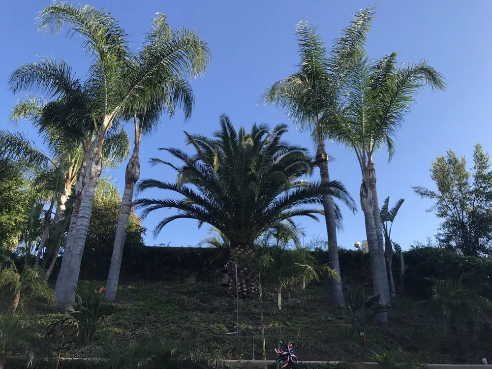 Professional lawn care service in Santa Ana, CA by Louis MC Tree Service