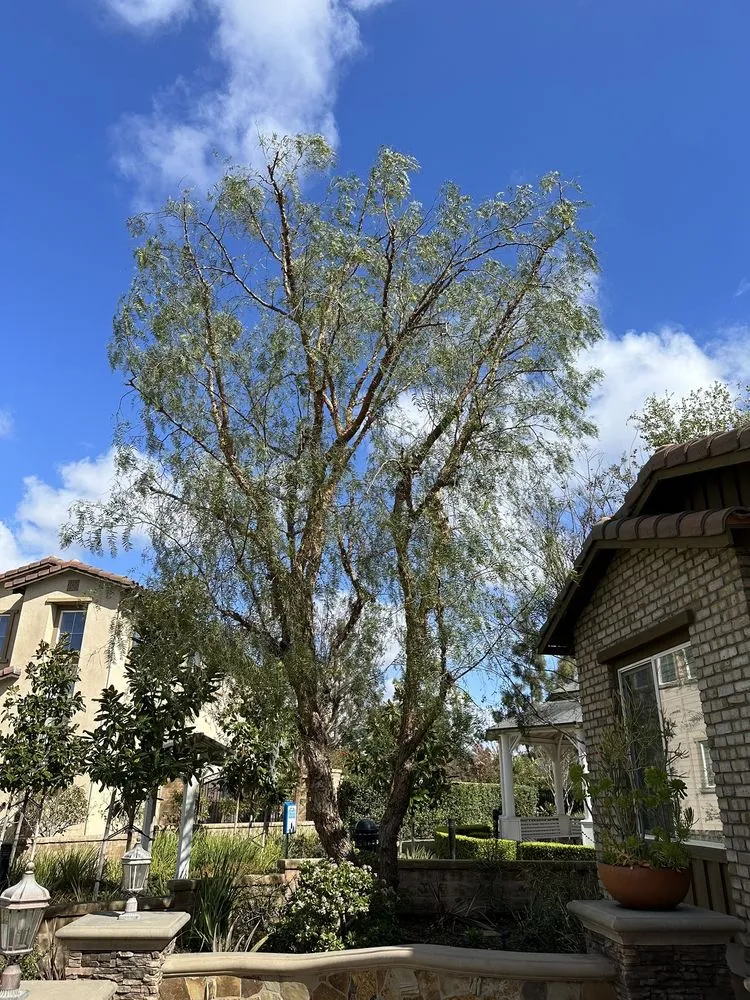 Affordable yard cleanup service experts serving Santa Ana, CA - Louis MC Tree Service