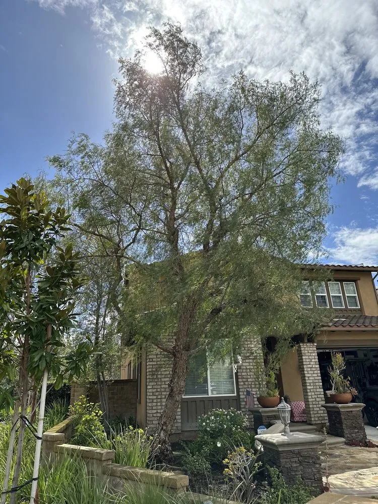 Professional landscape installation for residential properties across Santa Ana, CA - Louis MC Tree Service