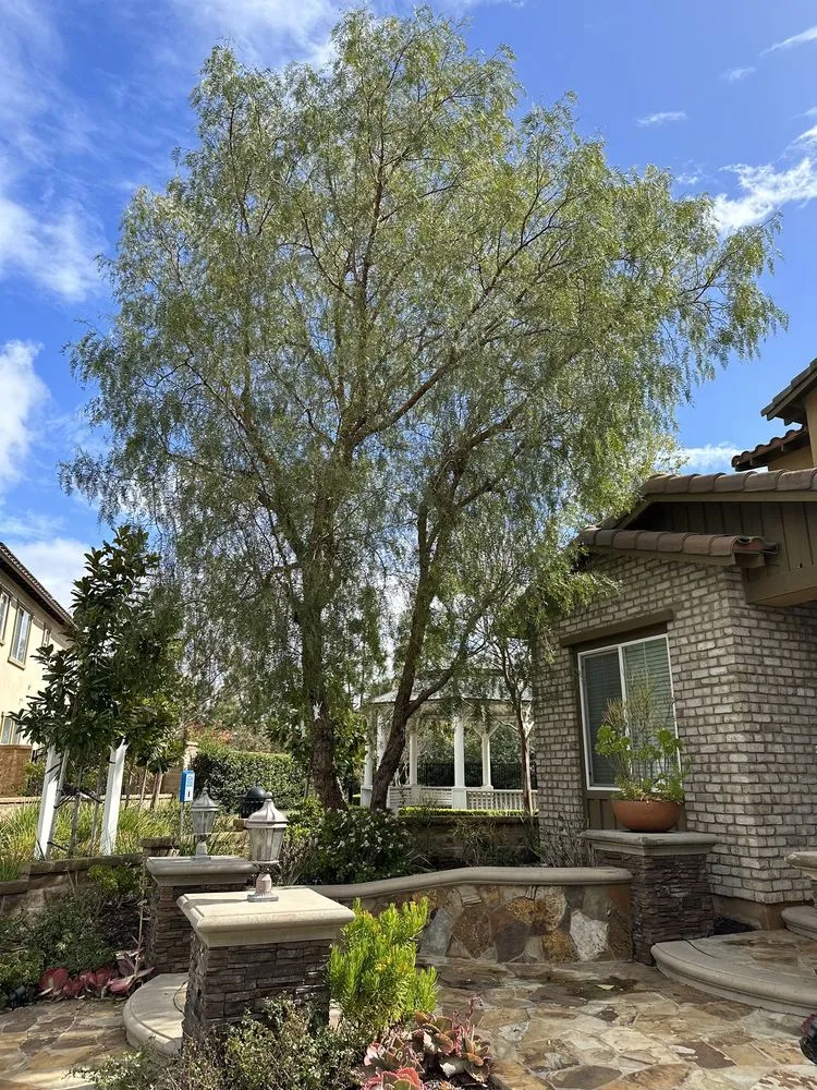 Professional garden landscaping in Santa Ana, CA - Louis MC Tree Service