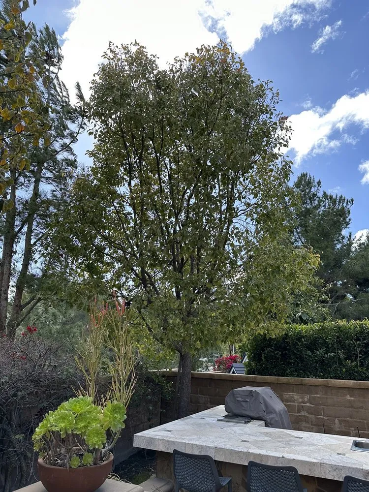 Local yard cleanup service experts serving Santa Ana, CA - Louis MC Tree Service