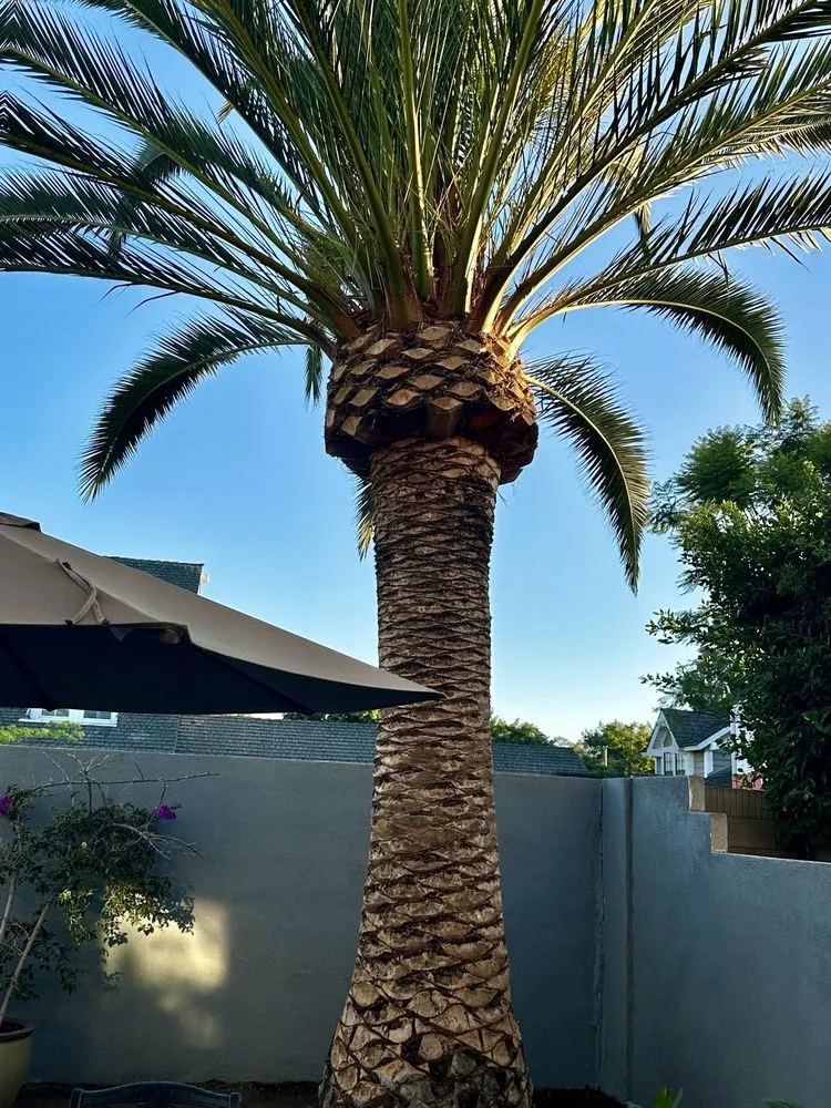 Affordable lawn mowing service near you across Santa Ana, CA - Louis MC Tree Service