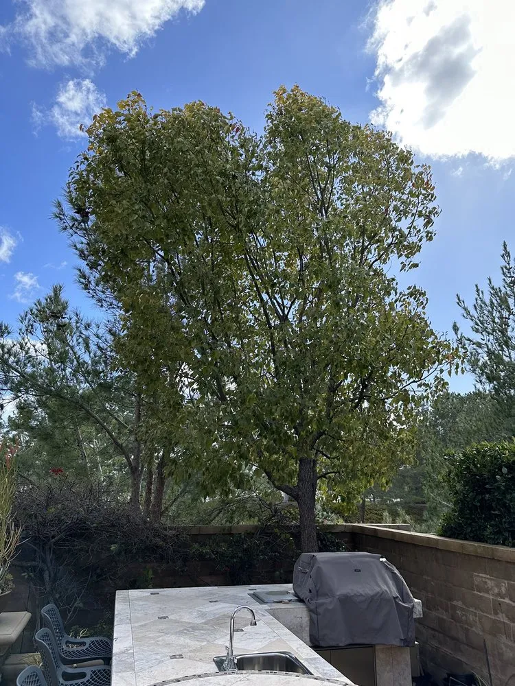 Reliable garden landscaping for outdoor upgrades in Santa Ana, CA by Louis MC Tree Service