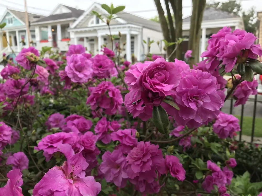 Top-rated landscape installation experts serving New Orleans, LA - Louis N Vitrano