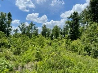 Professional lawn care service in Lake Charles, LA by Louisiana Land Management