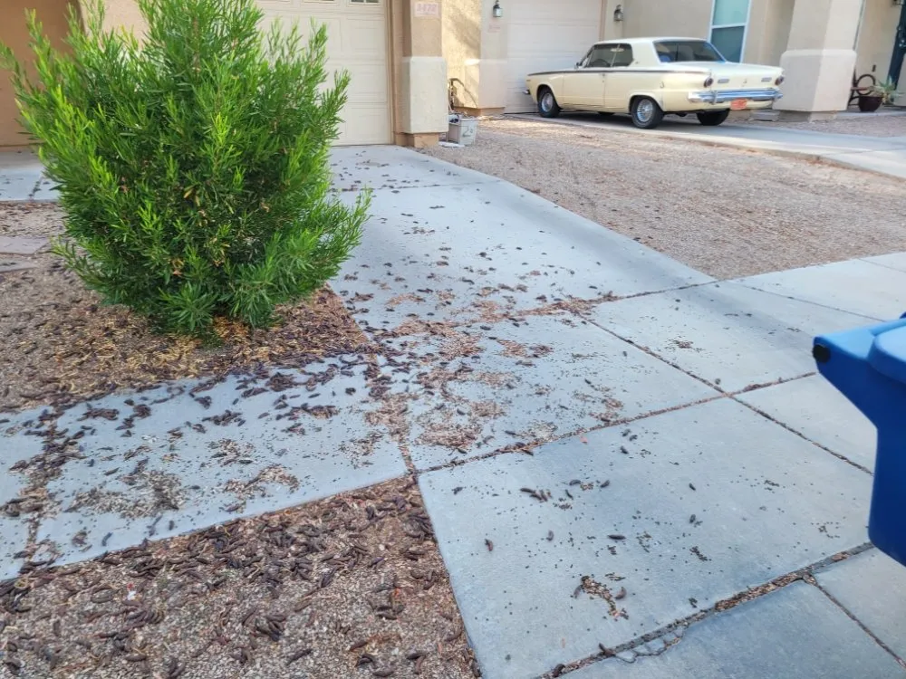 Local lawn mowing service for residential properties across Tucson, AZ - Lounge Lizard Landscape