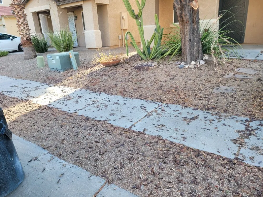Reliable landscape design for residential properties across Tucson, AZ - Lounge Lizard Landscape