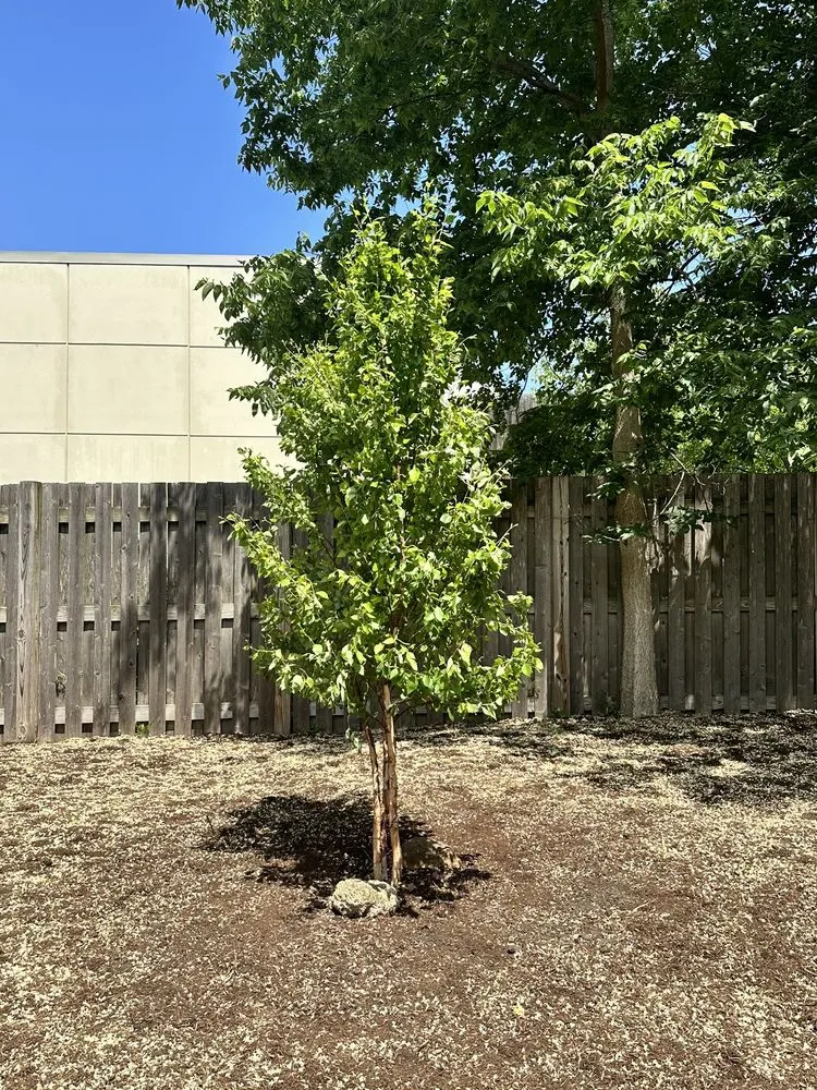 Reliable lawn mowing service for year-round maintenance in Lisle, IL by Lou's Lawn Care