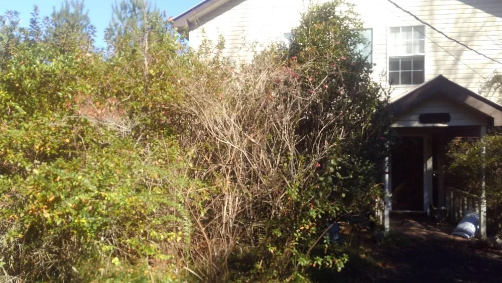 Expert yard maintenance for homes in Picayune, MS by Lou's Lawnscape